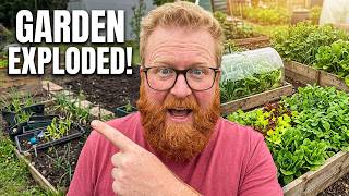 My Allotment Has EXPLODED! - May Bank Holiday Garden Tour