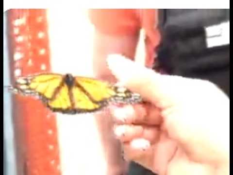Feed a Butterfly:  Hold it With a Cotton Tip Dipped in Nectar,