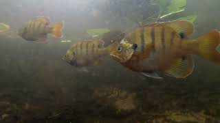 Wekiva River Bream Fishing (Sanford, FL)