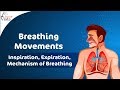 Respiratory System Mechanics