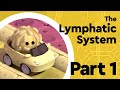 Understanding the Lymphatic System