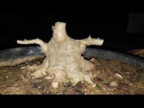 BONSAI TRỰC MINI ANH EM XEM VUI