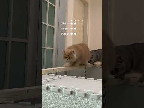 🎬How Narrow Can My Cat Go? Testing 8cm, 5cm, 4cm & 3cm Tightrope Walk!🐾  #catsoftiktok #funnycats