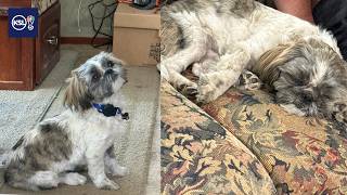 YouTube video thumbnail: Dog Returns to Utah Family After Going Missing for a Week While Camping