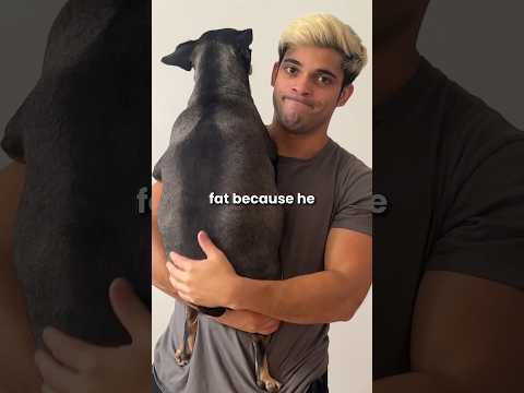 My dog is really FAT