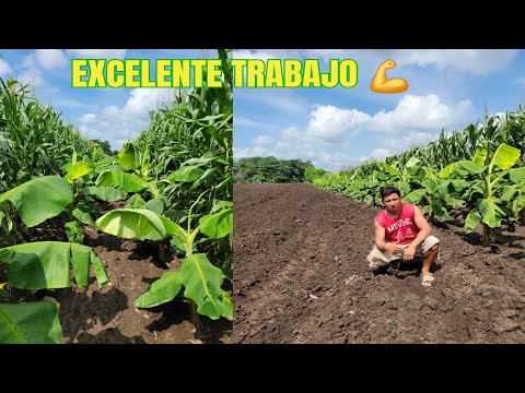 PLANTACIÓN DE PLÁTANO Y MAÍZ EN GUATEMALA 🇬🇹