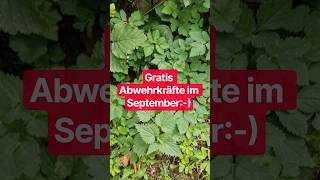 Gratis im September: Wildkräuter sammeln, gesund und kostenlos :-)