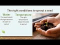Plant Life Cycle and Seed Development