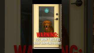 Dog Groomer ABUSE Video Sparks Investigation | Classy Critters Scandal #pets #police #news