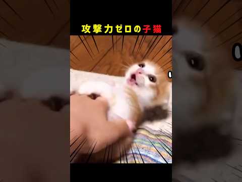 【かわいい】子猫が飼い主に喧嘩を売った結果… #shorts #shortvideo #catshorts #cat #shortsfeed #shortsyoutube #catvideos