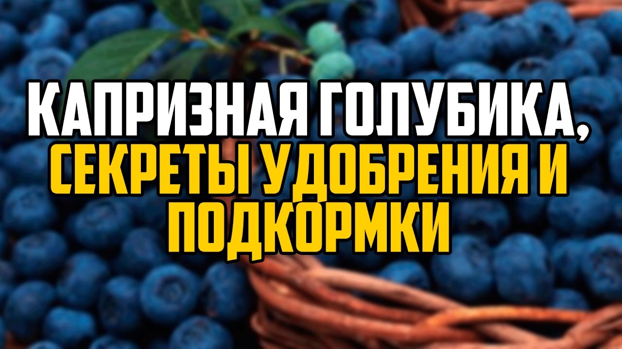 КАПРИЗНАЯ ГОЛУБИКА, СЕКРЕТЫ УДОБРЕНИЯ И ПОДКОРМКИ