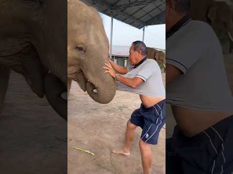 अगर हाथी पीछे पड़ जाए तो.? #shorts #shortsfeed #viral
