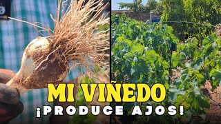 AJOS EN EL VIÑEDO. EL TRUCO QUE NADIE TE HA CONTADO PARA MAXIMIZAR TU PRODUCCIÓN