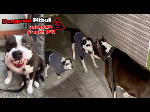 What will my Pitbull dog do with street dog 😨 | Mafia The Pitbull