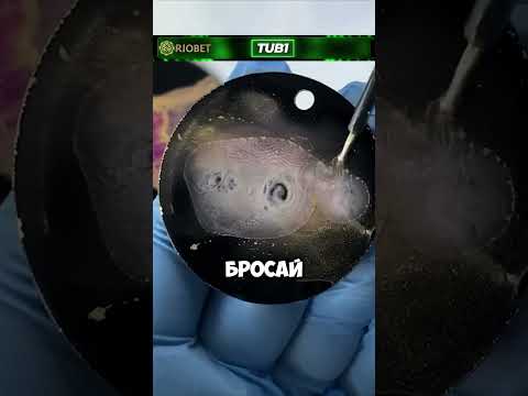 Вот так мужики...
