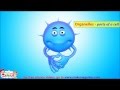 Exploring Animal Cell Structure and Functions