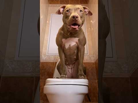 Когда на улице мороз 🥶 #shorts #питбульджина #funnydogs #doglife #cutedogs #pitbulls #funnyvideo