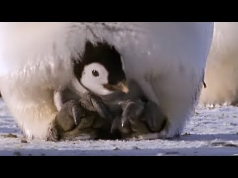 Emperor penguins | The Greatest Wildlife Show on Earth | BBC Earth - YouTube企鵝(4分13秒)