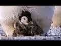 Emperor Penguins: Life Cycle and Behavior