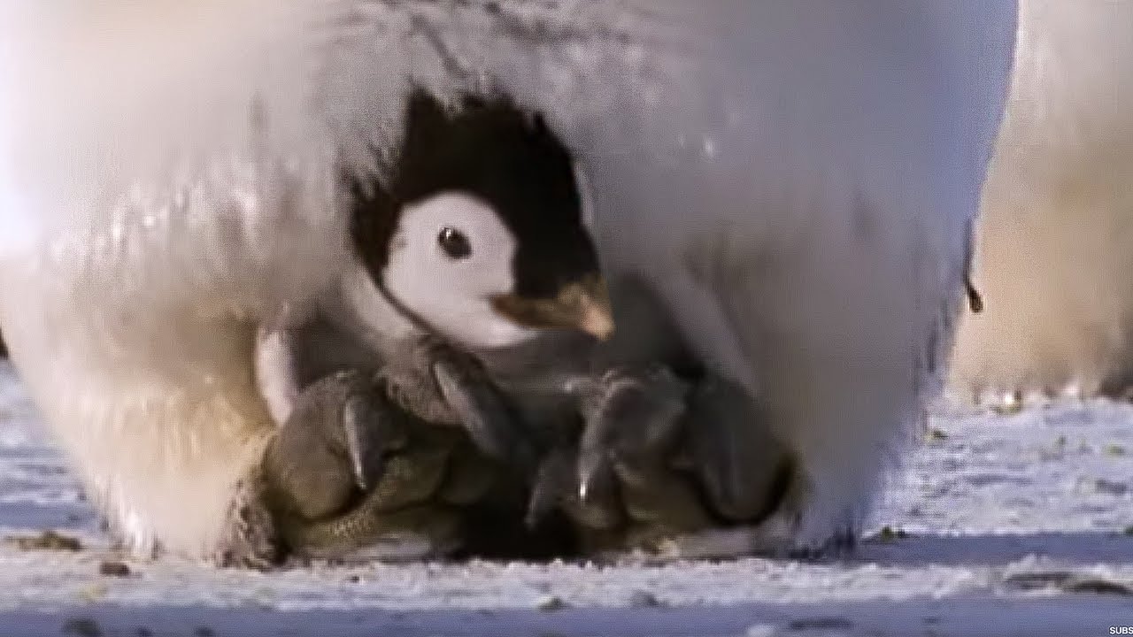 Emperor penguins The Greatest Wildlife Show on Earth BBC Earth