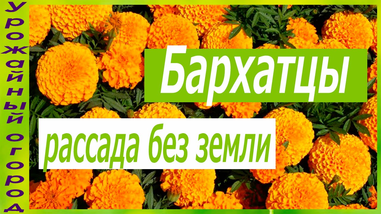 Рассада бархатцев без земли