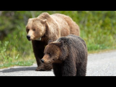 Grizzly Mum 222's Male and Female Cubs May be Close to Departing