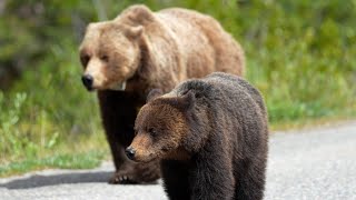Grizzly Mum 222's Male and Female Cubs May be Close to Departing