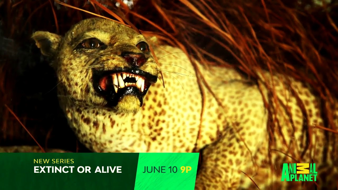 Extinct or Alive Trailer thumbnail