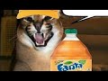 Understanding FANTA: Key Concepts