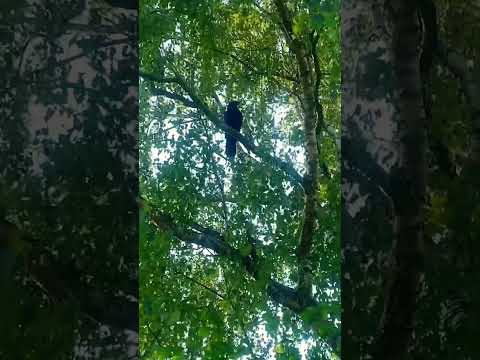 Die Krähe kopiert den Rufton auf dem Telefon. The crow copies the call sound on the phone 📞 Amazing