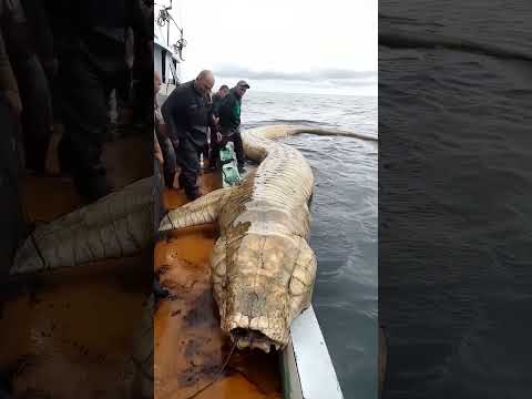 Giant Mysterious Sea Creatures You Won&#39;t Believe Exist!