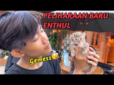 PELIHARAAN BARU ENTHUL