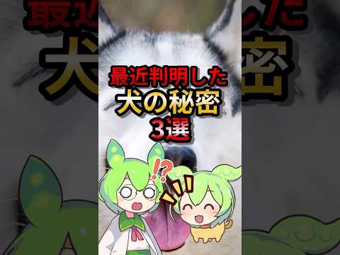 最近判明した犬の秘密3選#ゆっくり解説 #ずんだもん #動物