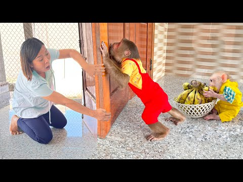 OMG ! Baby monkey & CUTIS react emotionally to Mom's food😱