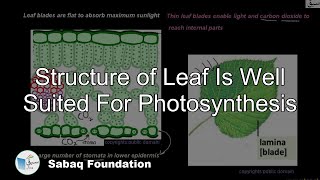 Structure of Leaf Is Well Suited For Photosynthesis