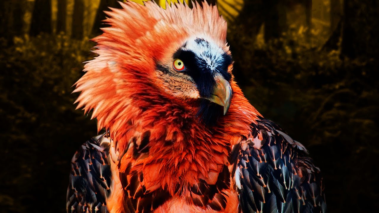 12 Strangest and Rarest Birds in the World!