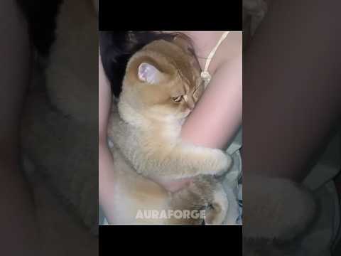 Last Cats Doesn’t Like Camera | Cats Aren’t Camera Shy