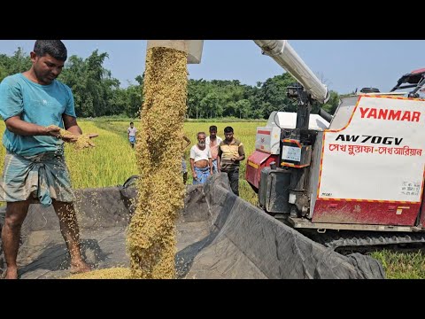 Rice farming videos | yanmar harvester machine working ||