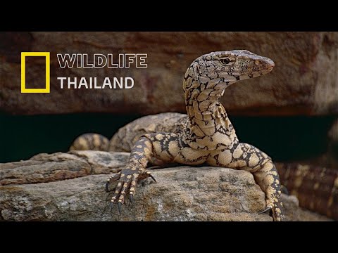 กิ้งก่ามอนิเตอร์ยักษ์ นักล่าแห่งทะเลทรายออสเตรเลีย |สารคดีสัตว์ WILDLIFE