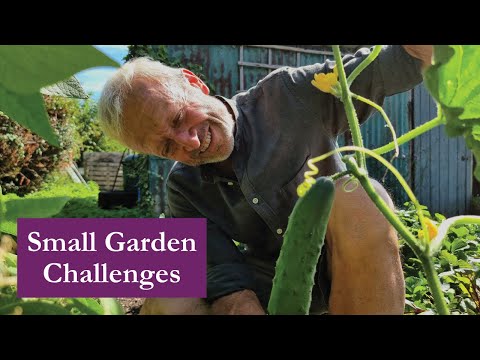 Slugs, tree roots, summer fruiting vegetables and new plantings