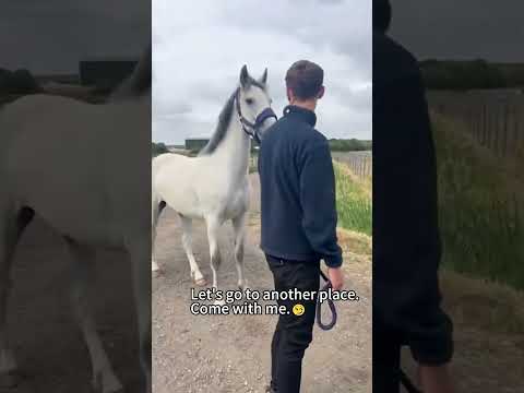 Funny Horses #horses #horse #horselife #horselover #fyp #cute #funny #fouryou #usa🇺🇸