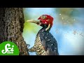 Woodpecker Anatomy and Behavior Insights