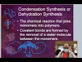 Biochemical Reactions: Hydrolysis and Dehydration