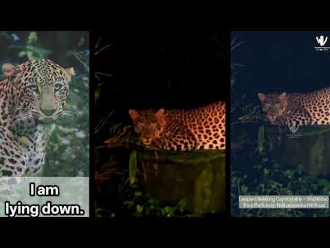 Leopard Relaxing Comfortably – Viral Video from Pothundy–Nelliyampathy Hill Road