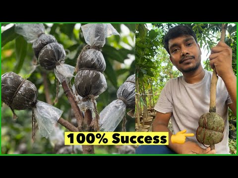 आम के पेड़ में गुटी कलम बांधने का सबसे सही और आसान तरीका।#indian_nursery_tips #airlayering