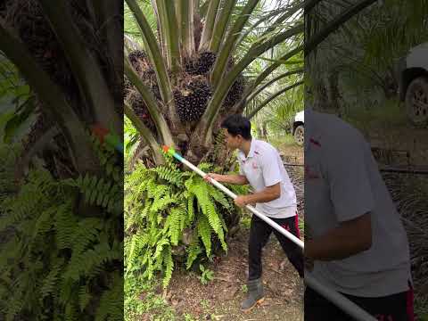 Gak terasa sudah besar aja ini sawit