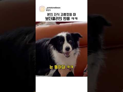 본인 자식 괴롭혔을 때 보더콜리의 반응 ㅋㅋ