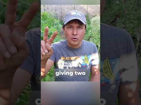 4 Raw Vegan Events You Can’t Miss in 2025!
