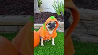 Halloween Pug Photoshoot #shorts