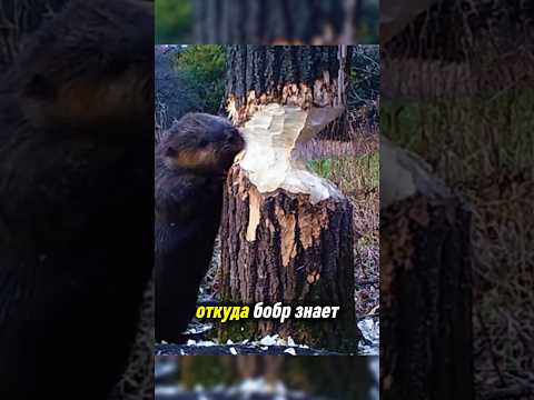 Откуда бобр знает, куда упадёт дерево?